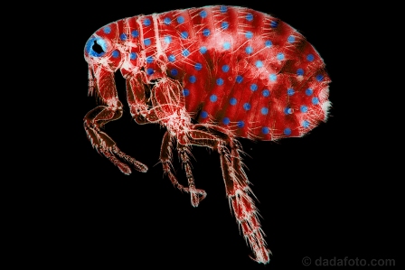Microscopic photo of red tick